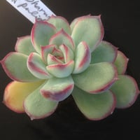 E.コロラータ デザートハーモニー Echeveria colorata'Desert Ha