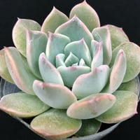 E.春爛漫  Echeveria hyalina La Paz, Guanajuato x laui（128）