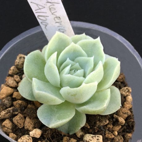 E.アルバ   Echeveria  Alba  (012)