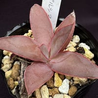 E. ノボガルシアナ　Echeveria novogaliciana（163）