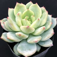 E.コロラータ デザートハーモニー Echeveria colorata'Desert Ha