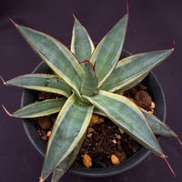 Agave 'Burnt Burgundy' marginata (Ag07)