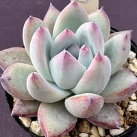 E. colorata,Techaluta新産地、原種コロラータ、テチャルーター（181）