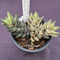 Haworthia.coarctata 'Variegata’(ha06)