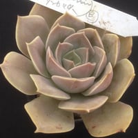 E.グレースモラーニ × サンカルロス  Echeveria Grace moranii x San Calros  (044)