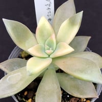 パラグアイエンセ錦   Graptopetalum paraguayense f. variegata (106)