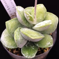 Adromischus  leucophylla Montagu. / ルゥコフィラ モンタギュー (A22)