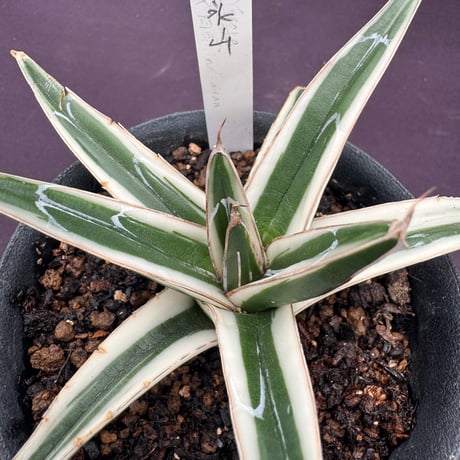 氷山　アガベ アガベ 氷山 | hanayoshi-botanical
