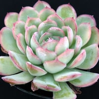 E.花月夜  Echeveria Crystal（126）