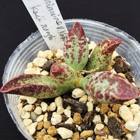 Adromischus marianiae v. kubusanum / マリアンナエ クブサナム (A14)