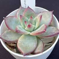 Echeveria colorata’Desert Harmony’（159）