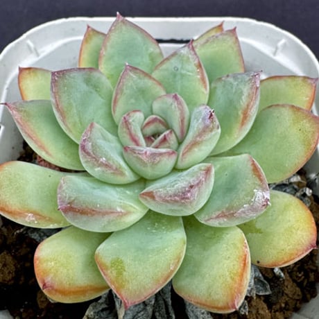 sabotensoudanshitsu HP Shop