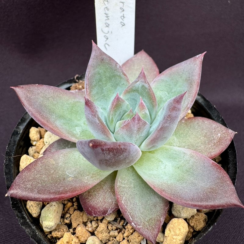 2 いやらしい E.colorata Roja コロラータ ロハ 実生 メキシコ産