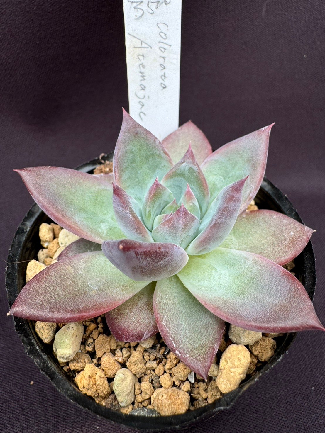 E. コロラータ アテマハック　Echeveria colorata Atemaja（164）