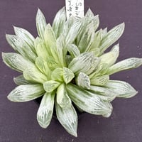 Haworthia.'Silver Swirl(ha08)
