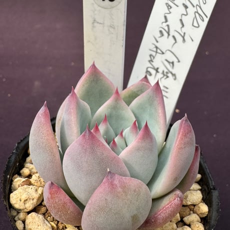 サボテン相談室　コロラータリンゼアナ×コロラータアテマハック札付きポットごと 2025年最新】サボテン相談室の人気アイテム - メルカリ