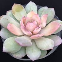 E.白美人  Echeveria derenbergii x laui（135）