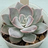 Sedum sinforosanum セダム シンフォロサナム 原種(213)