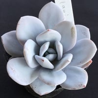E. ラウイ Echeveria laui  (022)