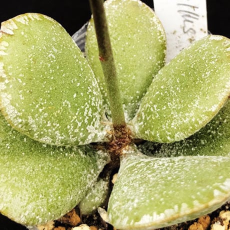 Adromischus sphenophyllus / スペノフィルス  (25)