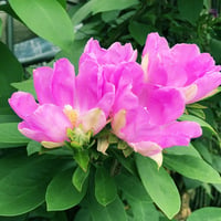 桜キリン(120)