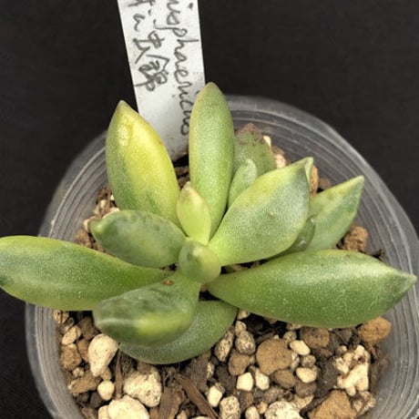 Adromischus hemisphaericus f. variegata / 松虫錦 (A17)