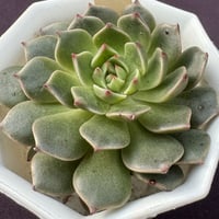 E. 美尼月迫’根岸交配minima x Kesselringiana（179）