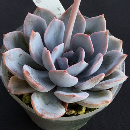 シャビアナ ノンフリル shaviana non Frills (020) | sabo