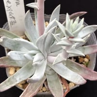Dudleya Viride  x  brittoni（仙女盃） (D101)