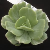 洋書 ECHEVERIA CULTIVARS | sabotensoudanshitsu H
