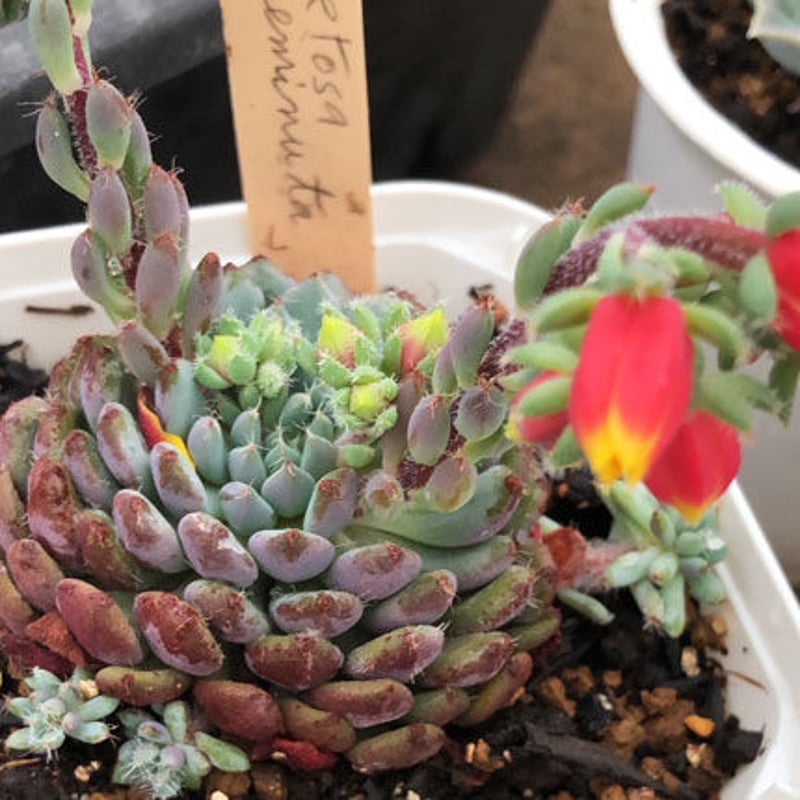 E. セトーサ デミヌータ（ルンデリー） Echeveria setosa var