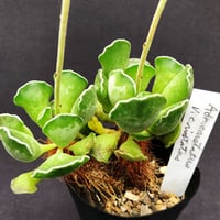 洋書 ECHEVERIA CULTIVARS | sabotensoudanshitsu H