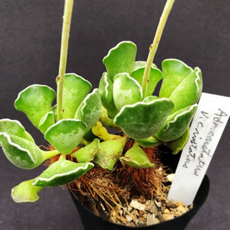 Adromischus  cristatus v.cristatus / クリスタトゥス クリスタトゥス (A01)