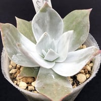 プルベルレンタ  Dudleya pulverulenta (D097)
