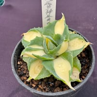 洋書 ECHEVERIA CULTIVARS | sabotensoudanshitsu H