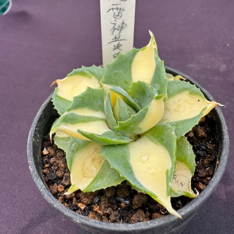 STORES サボテンの検索結果