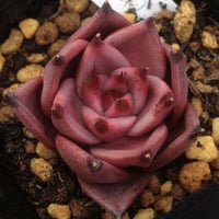 E.コロラータ デザートハーモニー Echeveria colorata'Desert Ha