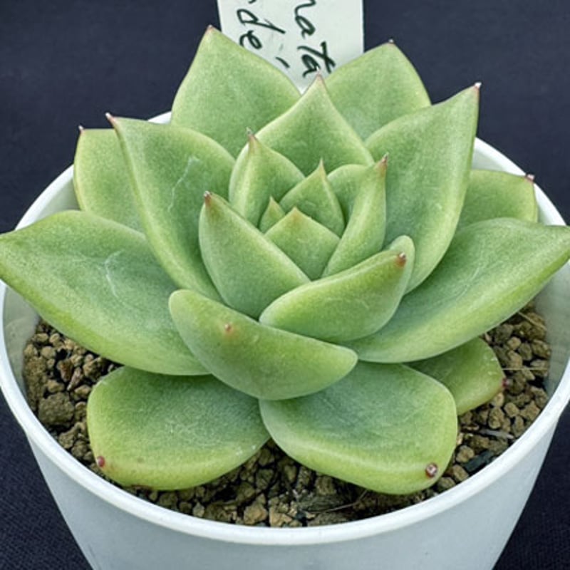 E.コロラータ ベルデEcheveria colorata'Verde' （162） | sa