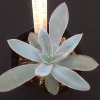 洋書 ECHEVERIA CULTIVARS | sabotensoudanshitsu H
