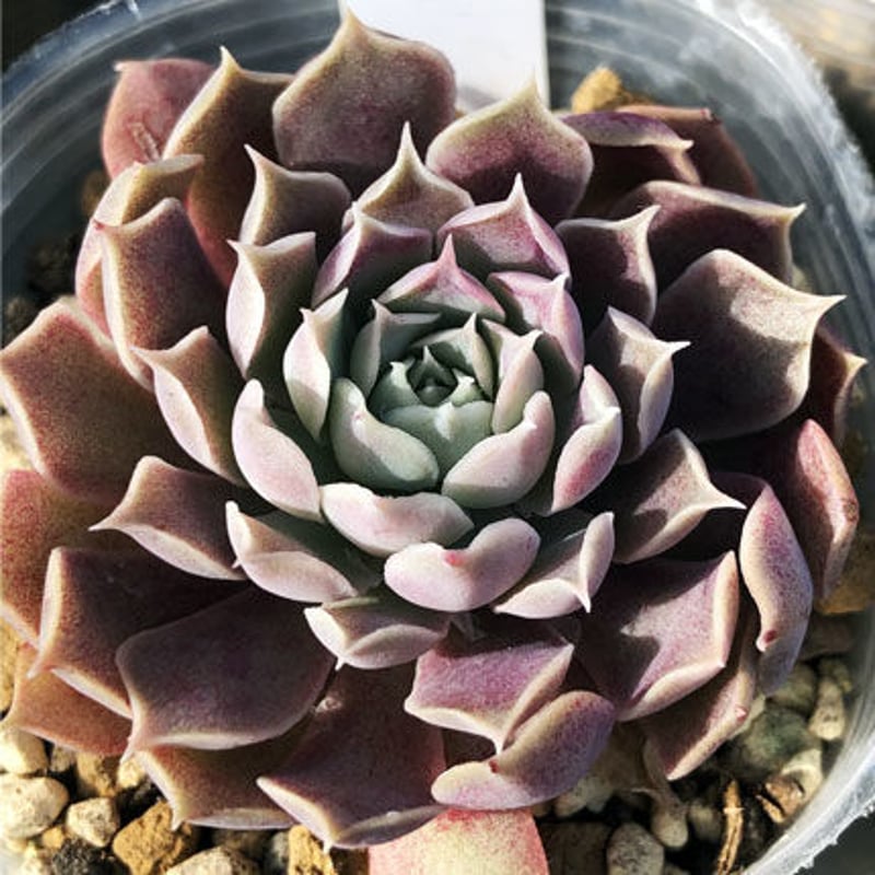 人気原種 AJIさん苗 エレガンスラパス 札付き 2024 多肉植物 ラジョヤ