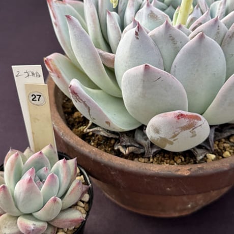 E. colorata,Techaluta新産地、原種コロラータ、テチャルーター（181）