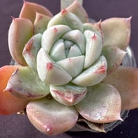 E. 花夢’ 羽兼交配  Echeveria Kesselringiana x Albicans Alba(200)