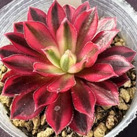 E.コロラータ タパルパ x ロメオルビン Echeveria colorata,Tapal