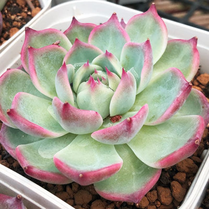E.チワワエンシス スペシャルレッド（ゴンザレス） Echeveria
