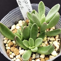 葉挿し苗✨コロラータデザートハーモニー✨ 葉挿し苗✨コロラータデザートハーモニー✨ デザートハーモニー改め