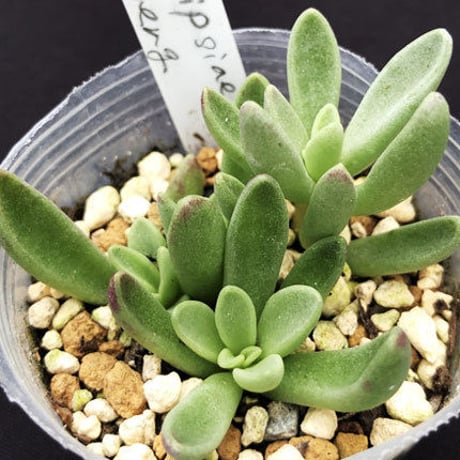 Adromischus phillipsiae Ouberg / フィリプシアエ オウベルフ (A08)