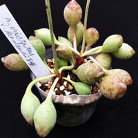 札付き♥️コロラータ✕シルキー✕リンゼアナ✨ 札付き♥️コロラータ✕シルキー✕リンゼアナ✨