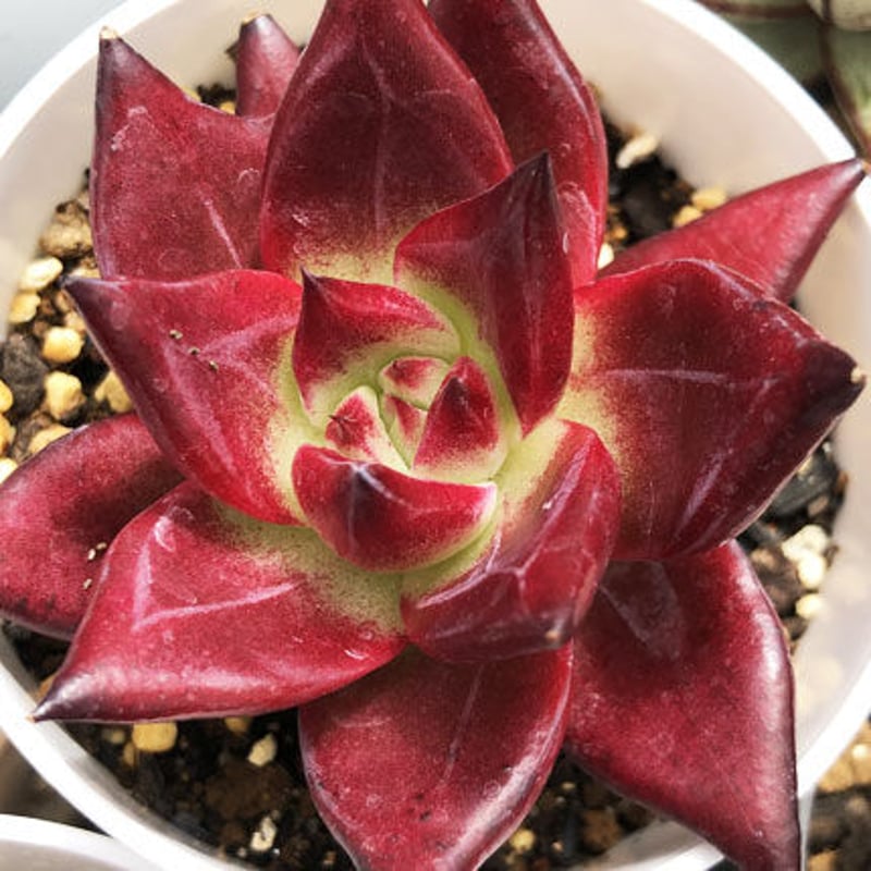 E.コロラータ タパルパ x ロメオルビン Echeveria colorata,Tapal