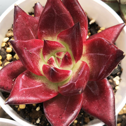 E.コロラータ タパルパ x ロメオルビン Echeveria colorata,Tapal