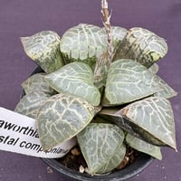 Haworthia.'Crystal comptoniana’(ha07)